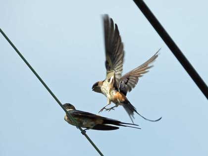 コシアカツバメ