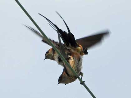 コシアカツバメ