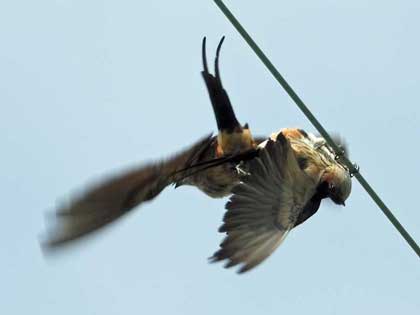 コシアカツバメ