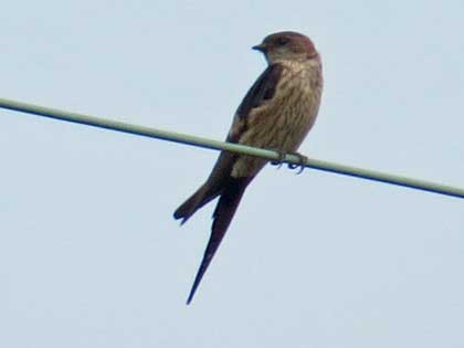 コシアカツバメ