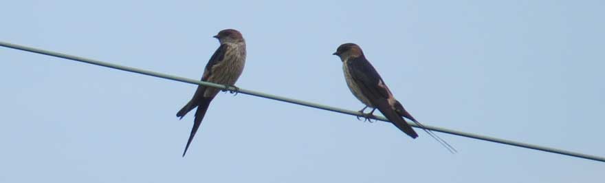 コシアカツバメ