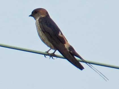 コシアカツバメ