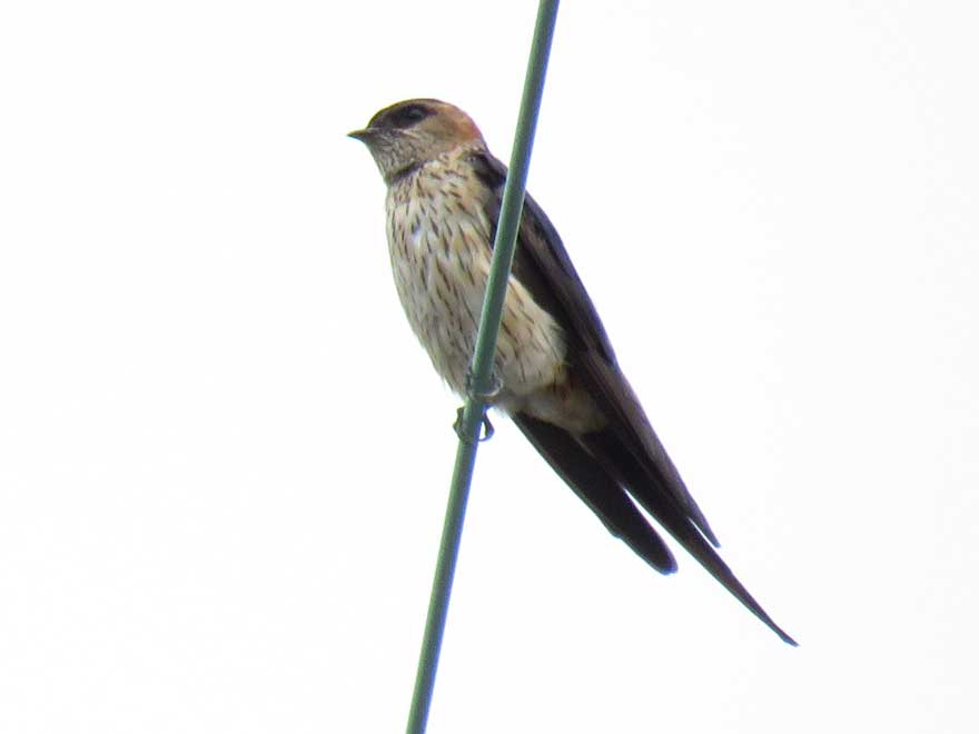 コシアカツバメ