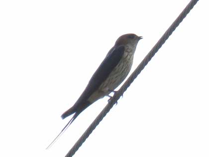 コシアカツバメ