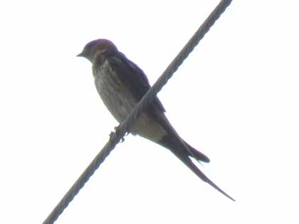 コシアカツバメ