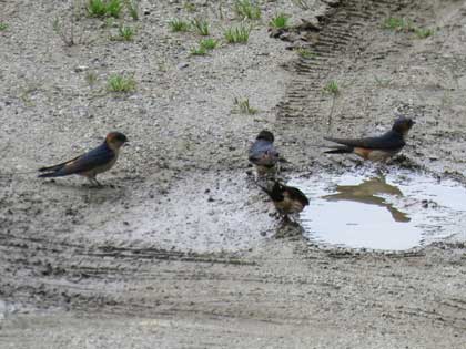 コシアカツバメ