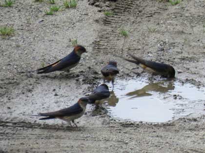 コシアカツバメ