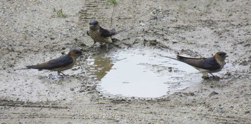 コシアカツバメ