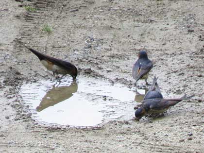 コシアカツバメ