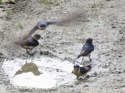 コシアカツバメ