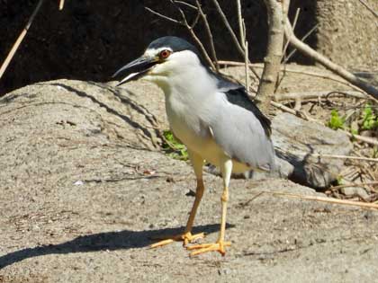 旭ヶ丘野鳥写真館