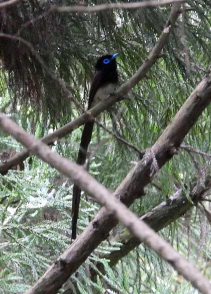 サンコウチョウ