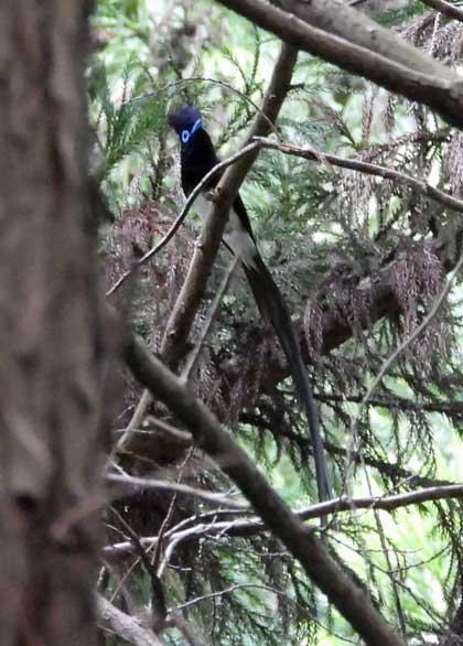 サンコウチョウ