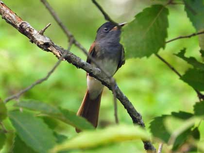 サンコウチョウ