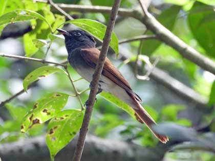 サンコウチョウ