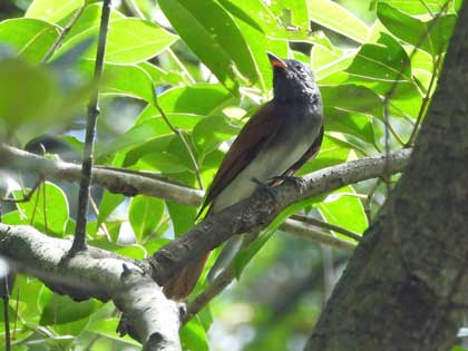 サンコウチョウ
