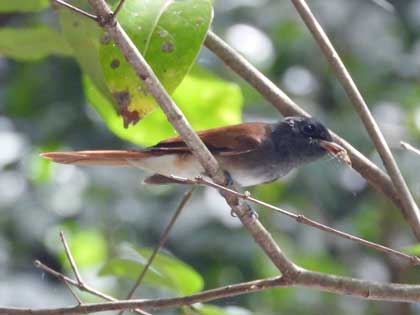 サンコウチョウ