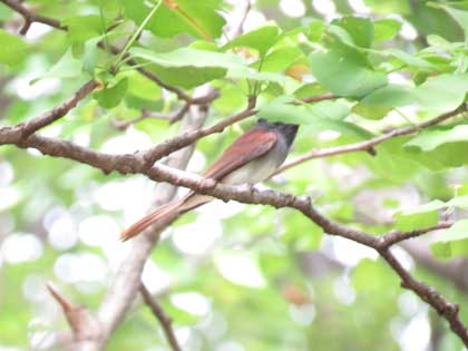 サンコウチョウ