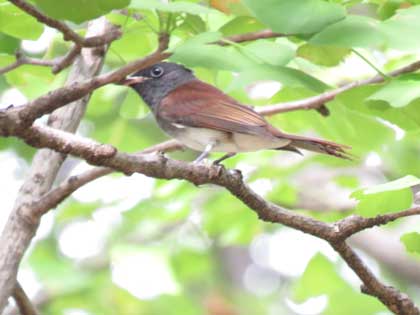 サンコウチョウ