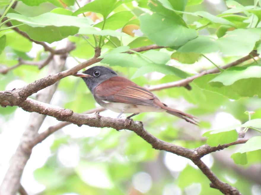 サンコウチョウ