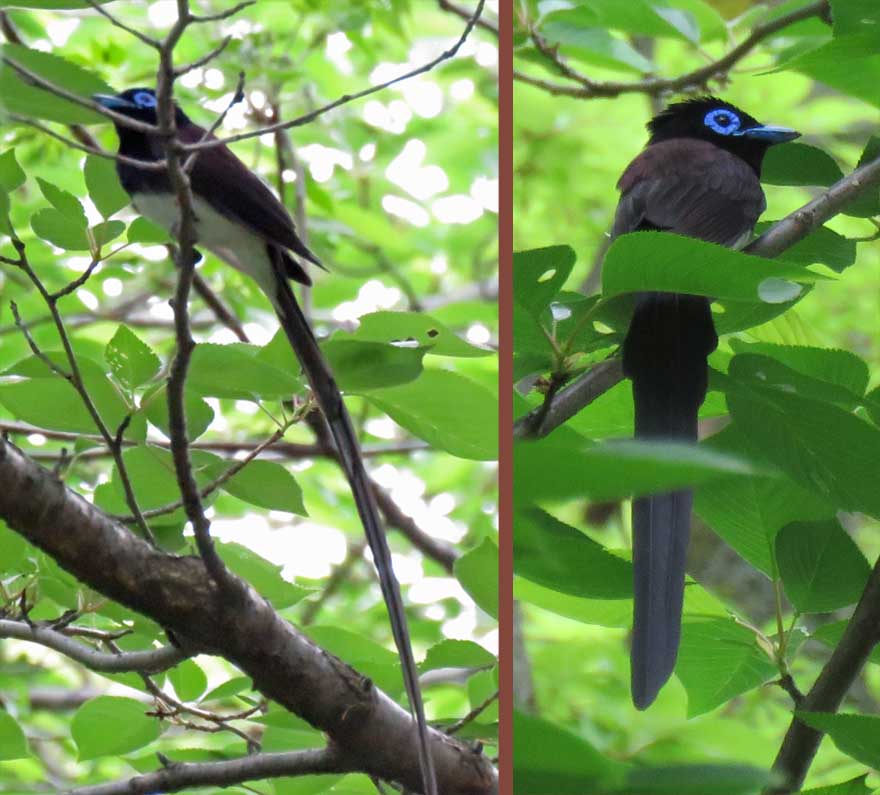 サンコウチョウ