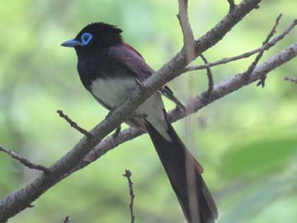 サンコウチョウ