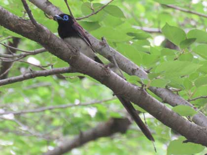 サンコウチョウ