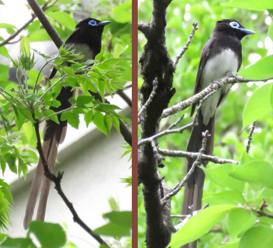 サンコウチョウ