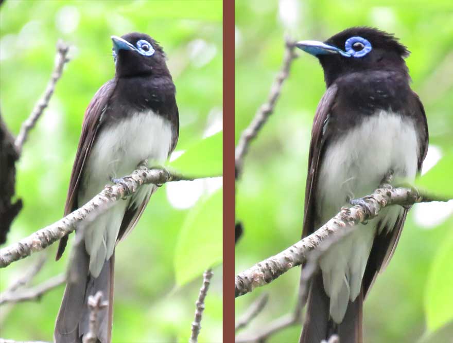 サンコウチョウ
