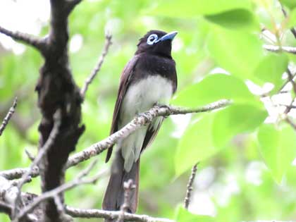 サンコウチョウ