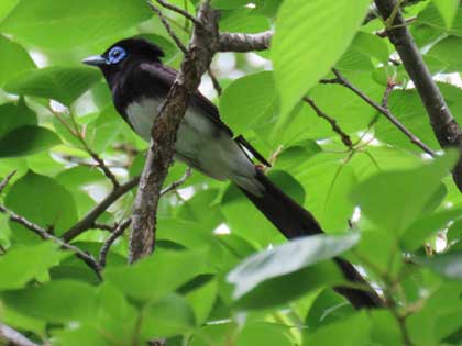 サンコウチョウ