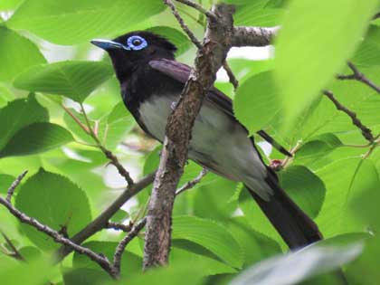 サンコウチョウ