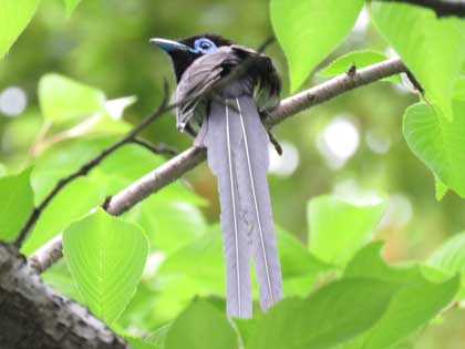 サンコウチョウ