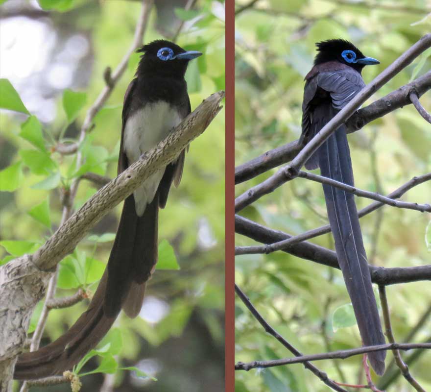 サンコウチョウ