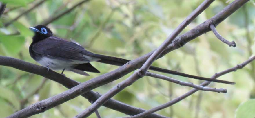 サンコウチョウ