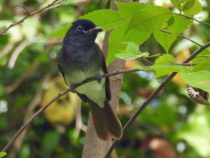 サンコウチョウ