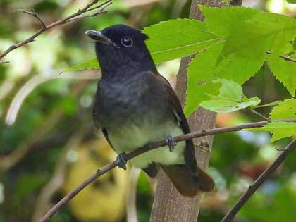 サンコウチョウ