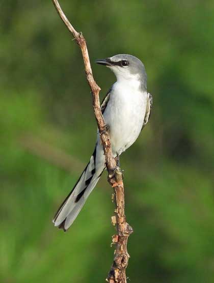 サンショウクイ