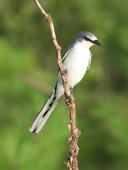 サンショウクイ