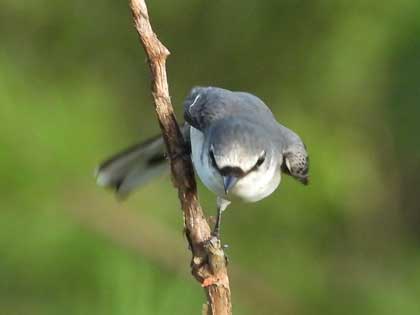 サンショウクイ