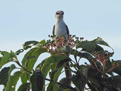 サンショウクイ