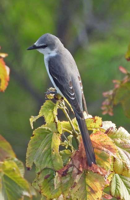 サンショウクイ