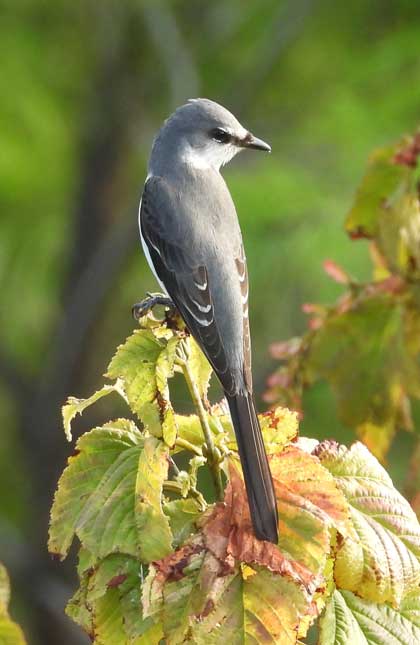 サンショウクイ
