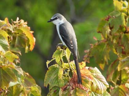 サンショウクイ