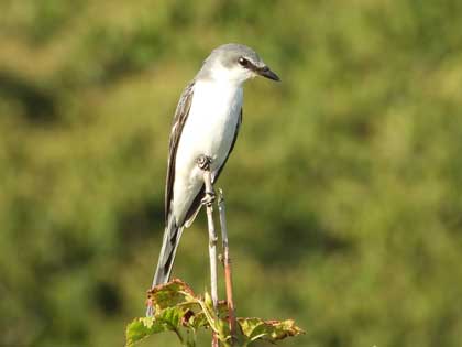 サンショウクイ