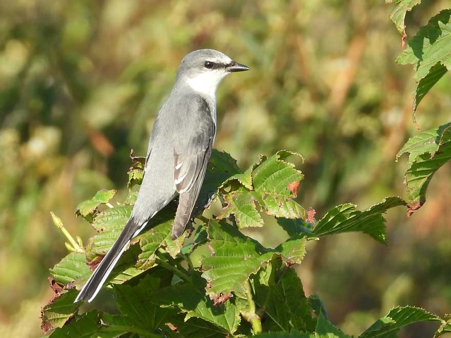 サンショウクイ