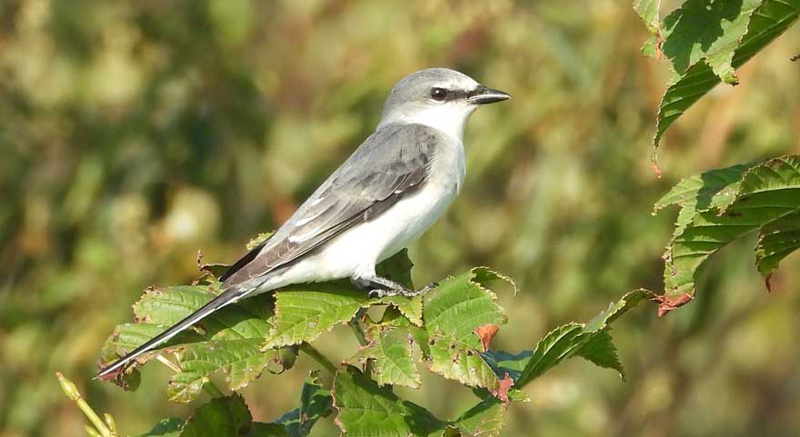 サンショウクイ