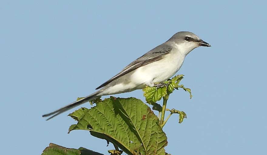 サンショウクイ