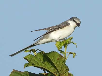 サンショウクイ