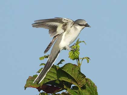 サンショウクイ